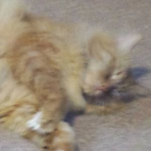 Meet your Posher, Peter